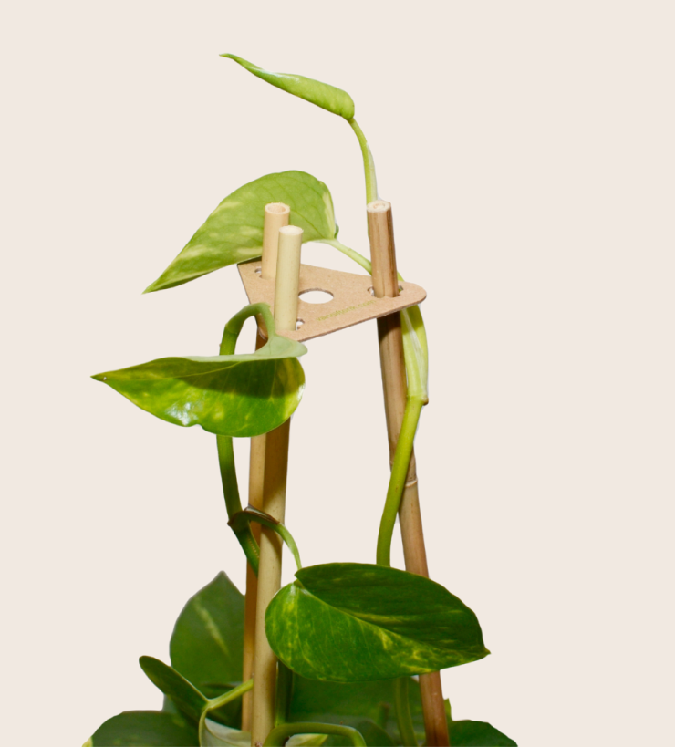 Kamerplanten
